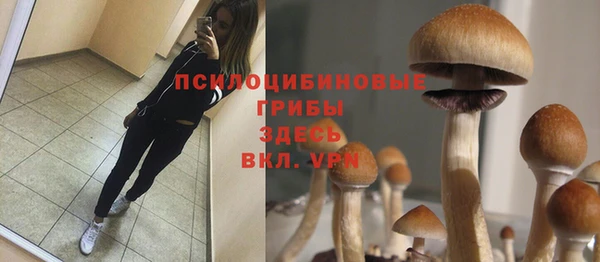прущие грибы Вязники